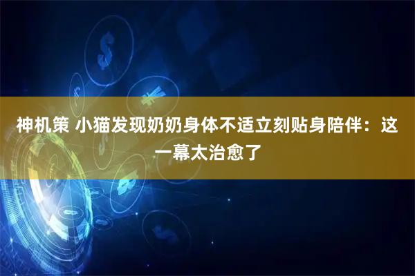神机策 小猫发现奶奶身体不适立刻贴身陪伴：这一幕太治愈了